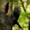 Datel cerny - Dryocopus martius - Black Woodpecker 1495